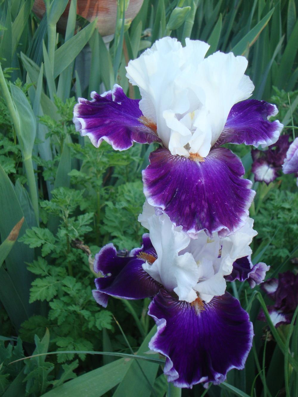 Photo of Tall Bearded Iris (Iris 'Merry Amigo') uploaded by Paul2032