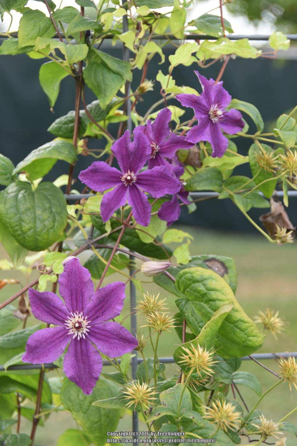Photo of Clematis 'Marcelina' uploaded by treehugger