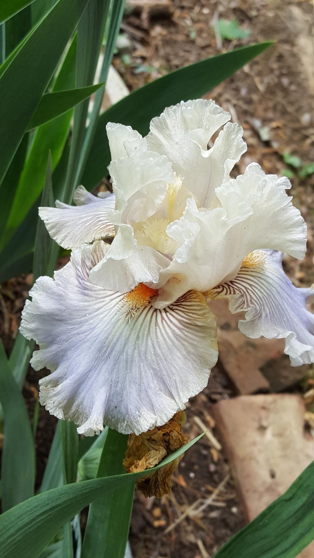 Photo of Tall Bearded Iris (Iris 'Ghost Writer') uploaded by Dachsylady86