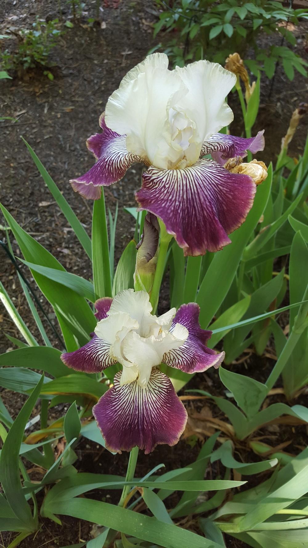 Photo of Tall Bearded Iris (Iris 'It's No Secret') uploaded by Dachsylady86