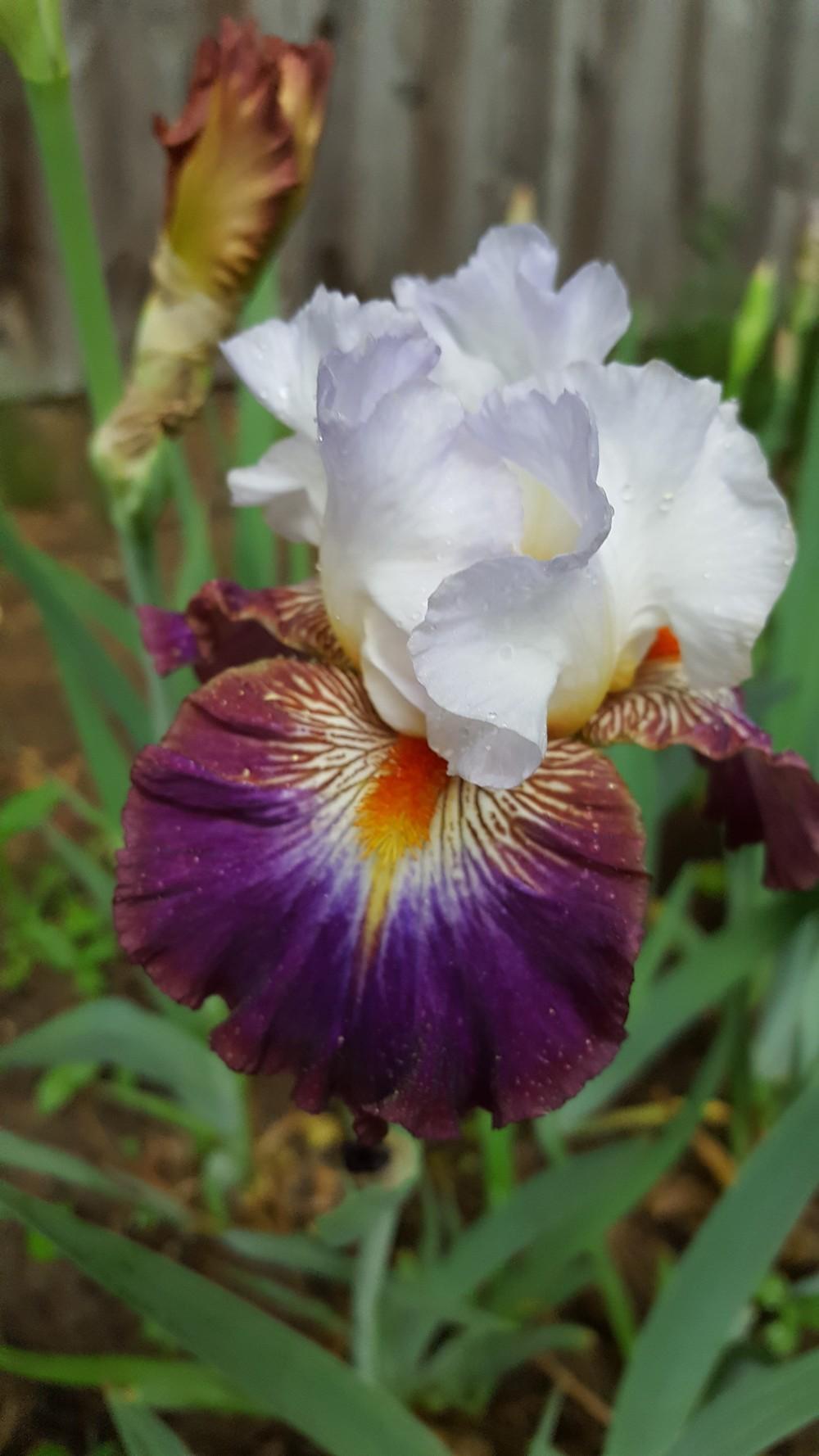 Photo of Tall Bearded Iris (Iris 'Mindful') uploaded by Dachsylady86