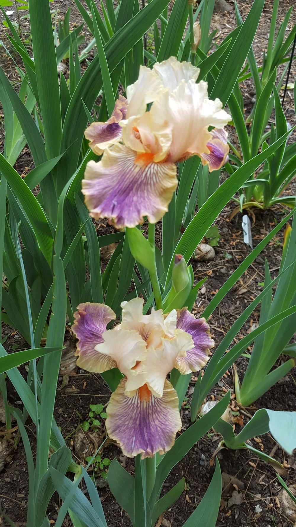 Photo of Tall Bearded Iris (Iris 'Carnival of Color') uploaded by Dachsylady86