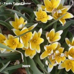 Location: Lenora, Kansas
Date: 2009-04-20
Tarda Tulip