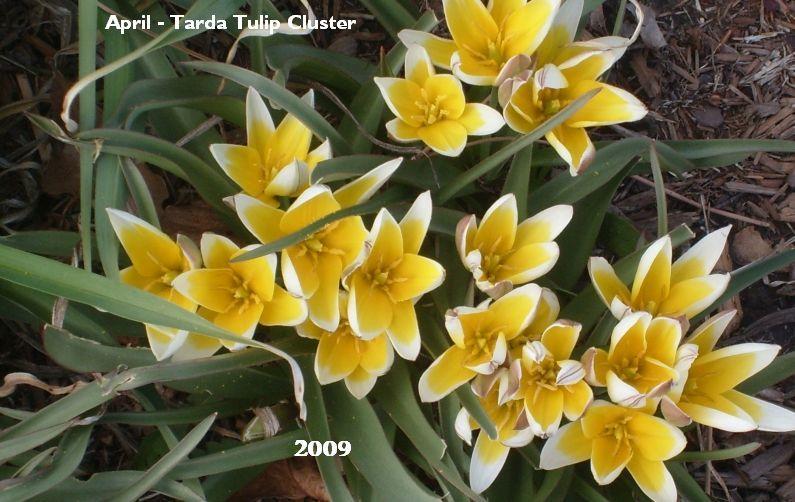 Photo of Tarda Tulip (Tulipa urumiensis) uploaded by Friesfan1
