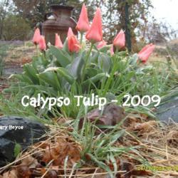 Location: Lenora, Kansas
Date: 2009-04-17
Caylpso Tulip