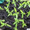 Cherry Tomatoe Seedlings started indoors in rolled down grow bags