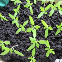 Location: Windsor/Detroit
Date: 2016-03-15
Cherry Tomatoe Seedlings started indoors in rolled down grow bags