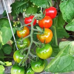 Location: Windsor/Detroit
Date: 2016-07-13
Cherry Tomato fruit ripening, first picking July 10.