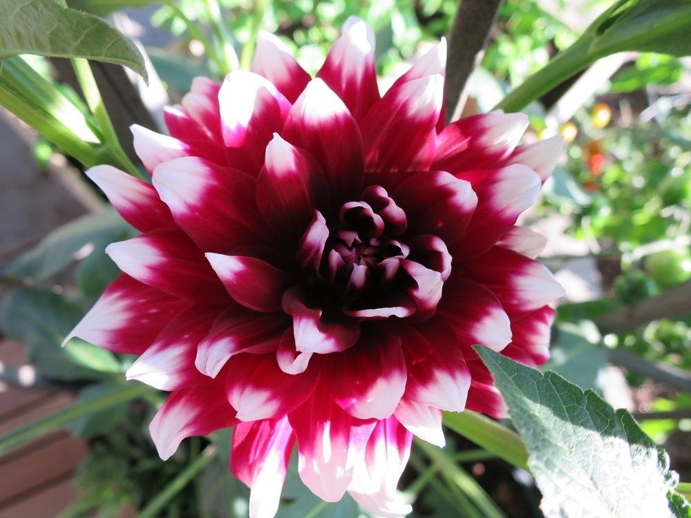 Photo of Dahlia 'Duet' uploaded by Ambrose