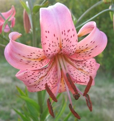 Photo of Lily (Lilium 'Embarrassment') uploaded by BUGGYCRAZY