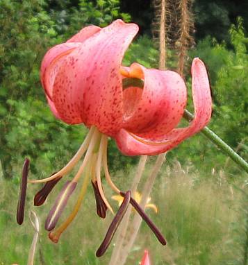 Photo of Lily (Lilium 'Eros') uploaded by BUGGYCRAZY