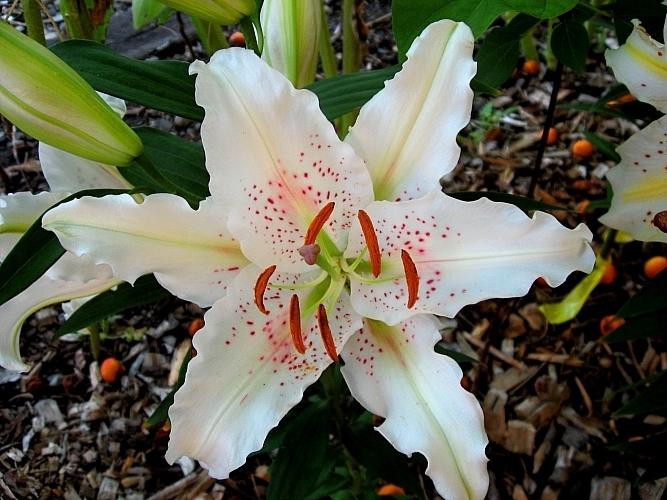 Photo of Lily (Lilium 'Extravaganza') uploaded by BUGGYCRAZY