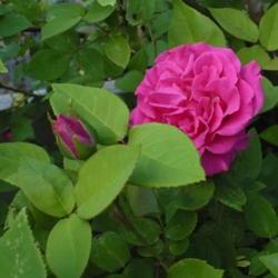 Location: Riverview, Robson, B.C.
Date: 2008-06-15
 5:49 pm. A thornless, user friendly rose.