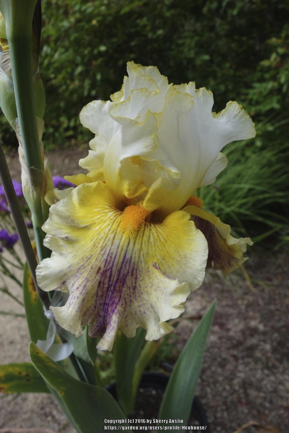 Photo of Tall Bearded Iris (Iris 'Brainstorm') uploaded by Henhouse