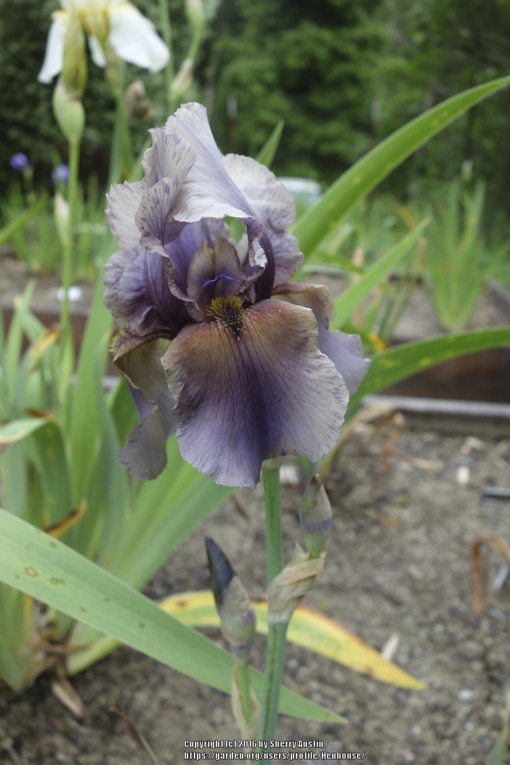 Photo of Border Bearded Iris (Iris 'Jungle Shadows') uploaded by Henhouse