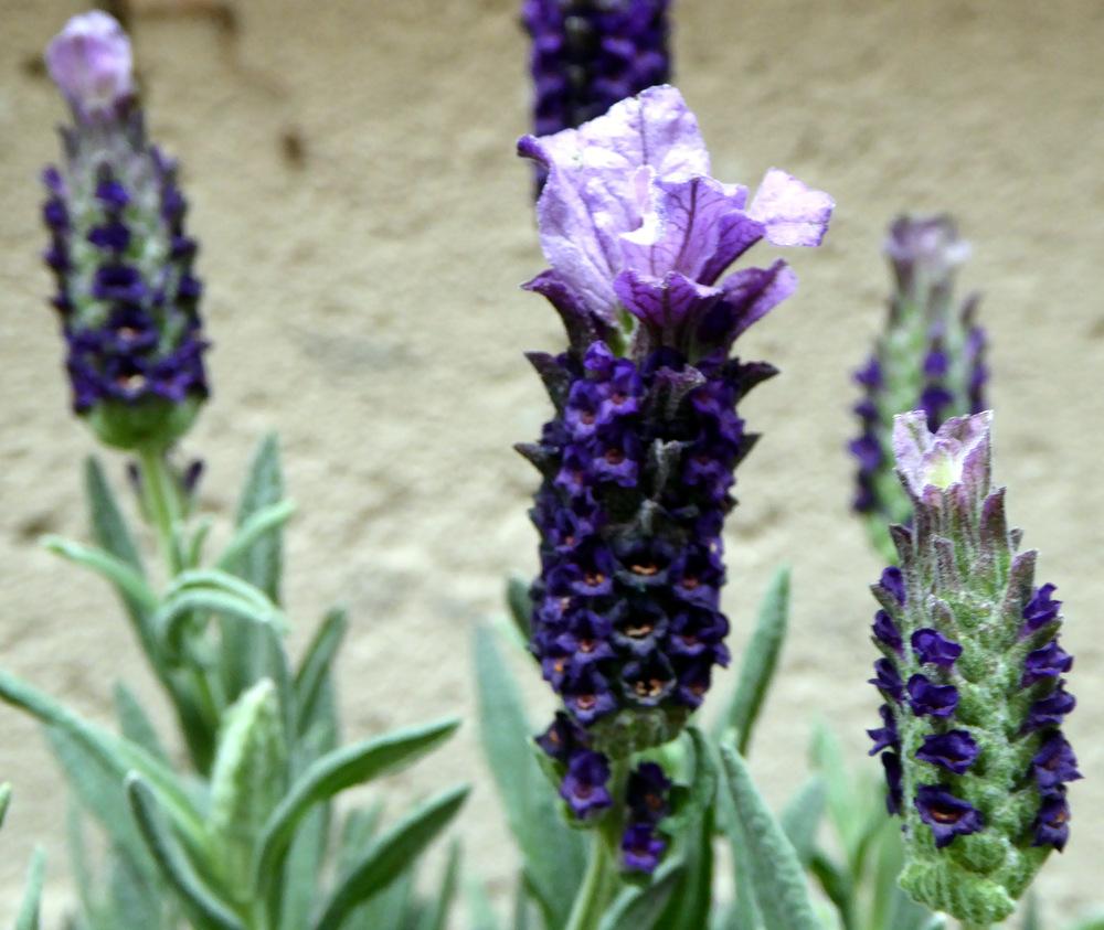 Photo of Spanish Lavender (Lavandula stoechas) uploaded by JulieB