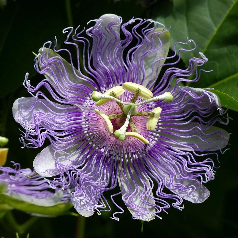 Photo of Maypop (Passiflora incarnata) uploaded by molanic
