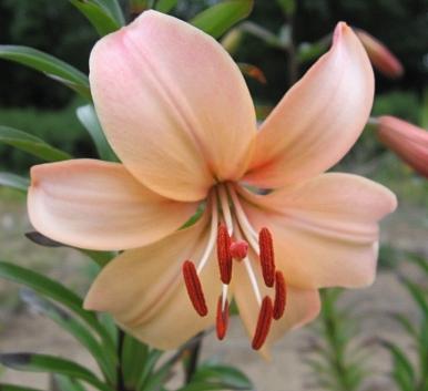 Photo of Lily (Lilium 'Fairest') uploaded by BUGGYCRAZY