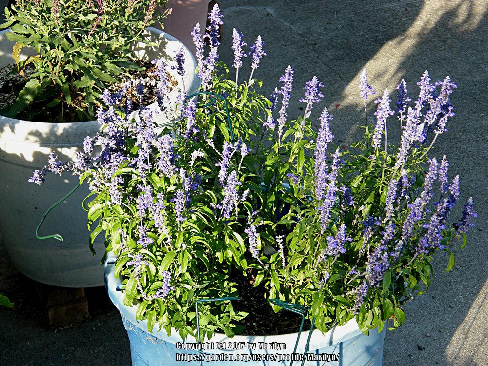 Photo of Mealycup Sage (Salvia farinacea) uploaded by Marilyn