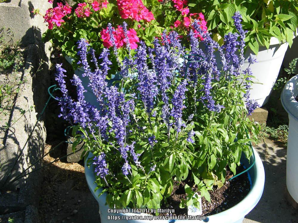 Photo of Mealycup Sage (Salvia farinacea) uploaded by Marilyn