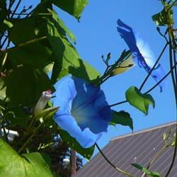 Location: Mabel's Garden - Castlegar, B.C.
Date: 2011-08-10
 8:28 am. A sky blue blossom, reaching for the sky.