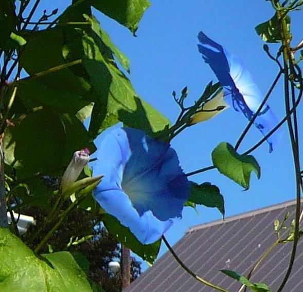 Photo of Morning Glory (Ipomoea tricolor 'Heavenly Blue') uploaded by HemNorth
