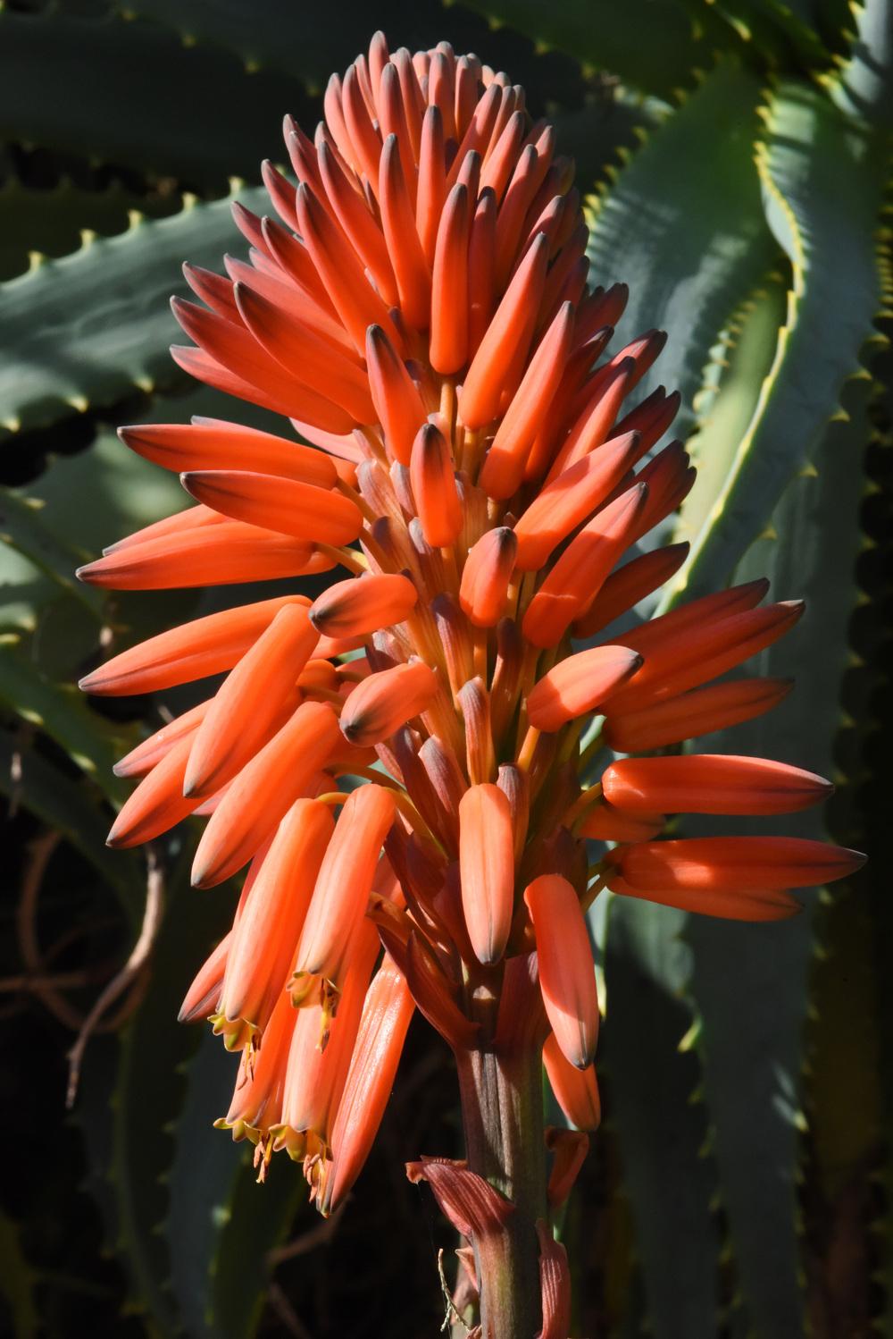 Photo of Krantz Aloe (Aloe arborescens) uploaded by cliftoncat