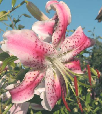 Photo of Lily (Lilium 'Late Pink') uploaded by BUGGYCRAZY