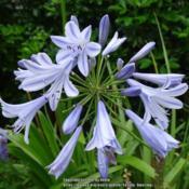 There are fewer flowers per cluster than other agapanthus varieti