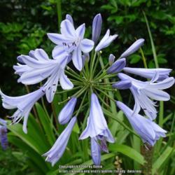 Location: Melbourne, Australia
Date: 2017-01-02
There are fewer flowers per cluster than other agapanthus varieti