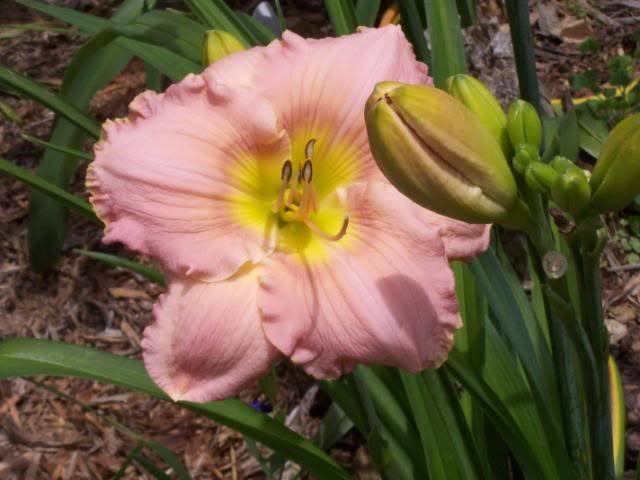 Photo of Daylily (Hemerocallis 'Corinthian Pink') uploaded by hillbilly