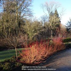 Location: RHS Harlow Carr, Yorkshire
Date: 2017-01-02
The spectacular winter walk in January