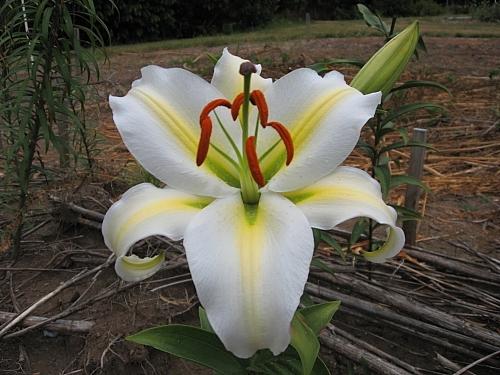 Photo of Lily (Lilium 'Legend') uploaded by BUGGYCRAZY