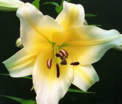 Photo of Lily (Lilium 'Manissa') uploaded by BUGGYCRAZY