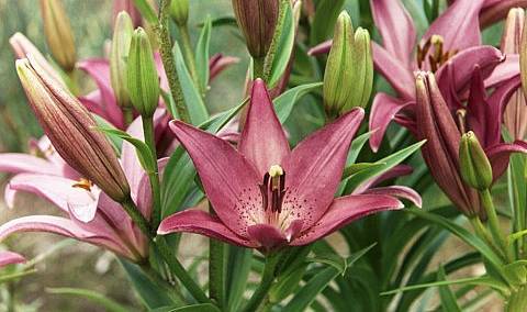Photo of Lily (Lilium 'Moneymaker') uploaded by BUGGYCRAZY