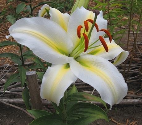 Photo of Lily (Lilium 'Legend') uploaded by BUGGYCRAZY