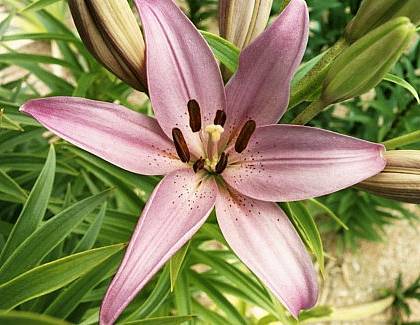 Photo of Lily (Lilium 'Moneymaker') uploaded by BUGGYCRAZY