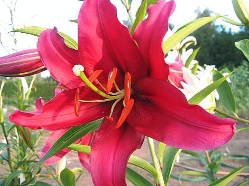 Photo of Lily (Lilium 'Mambo') uploaded by BUGGYCRAZY