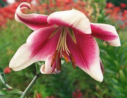 Photo of Lily (Lilium 'Northern Sensation') uploaded by BUGGYCRAZY