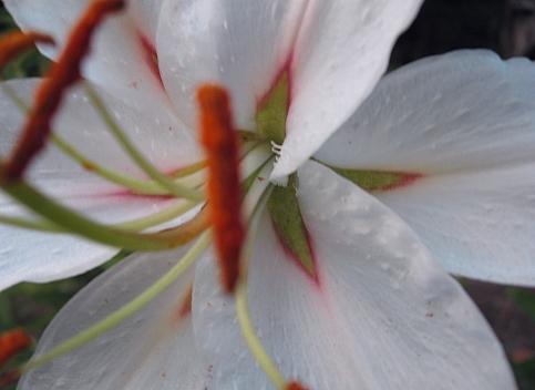 Photo of Lily (Lilium 'Moonfairy') uploaded by BUGGYCRAZY