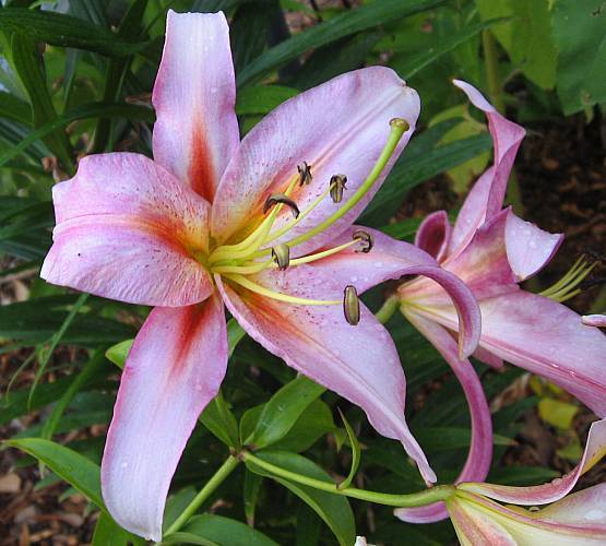 Photo of Lily (Lilium 'Morning After') uploaded by BUGGYCRAZY