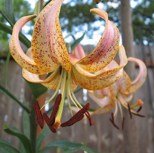 Photo of Lily (Lilium 'Peach Lace') uploaded by BUGGYCRAZY
