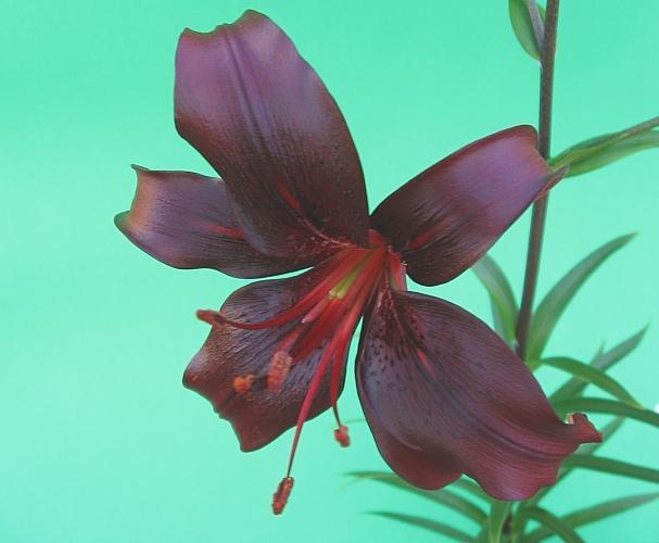 Photo of Lily (Lilium 'Night Flyer') uploaded by BUGGYCRAZY