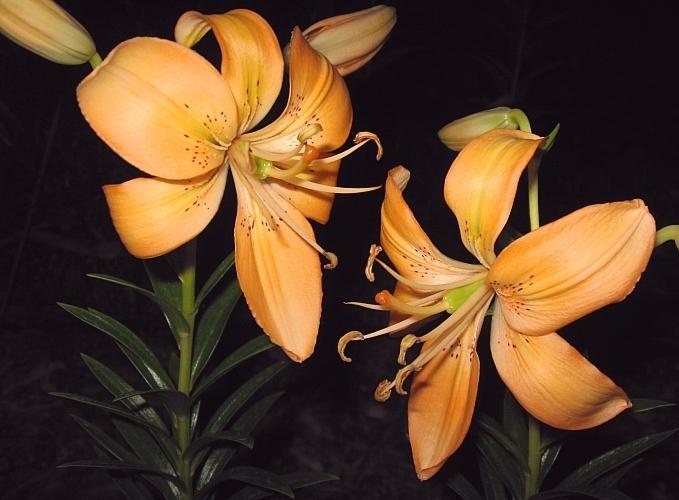 Photo of Lily (Lilium 'Pendant Peach') uploaded by BUGGYCRAZY