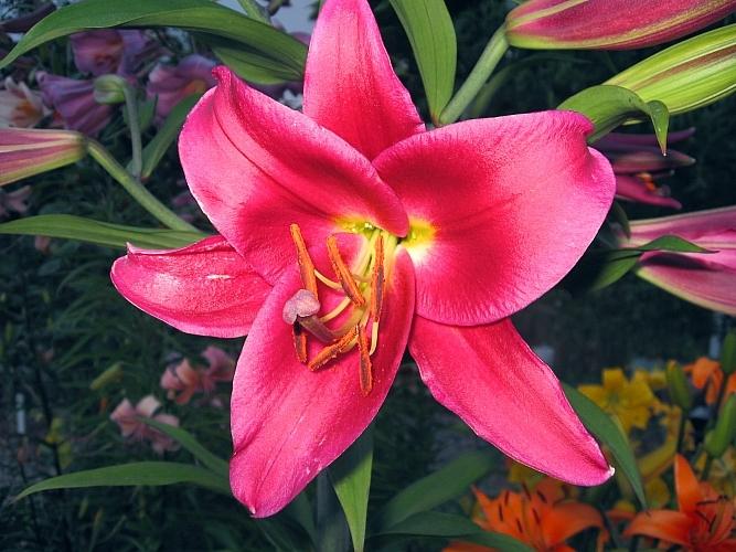 Photo of Lily (Lilium 'Mussasi') uploaded by BUGGYCRAZY