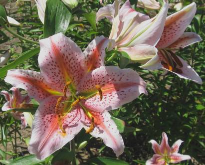 Photo of Lily (Lilium 'Queen Fantasia') uploaded by BUGGYCRAZY