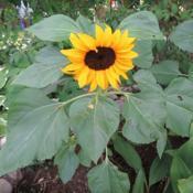 Sunflower Junior Hybrid from Burpee Seeds.