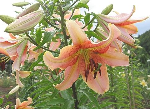 Photo of Lily (Lilium 'Red Hot') uploaded by BUGGYCRAZY