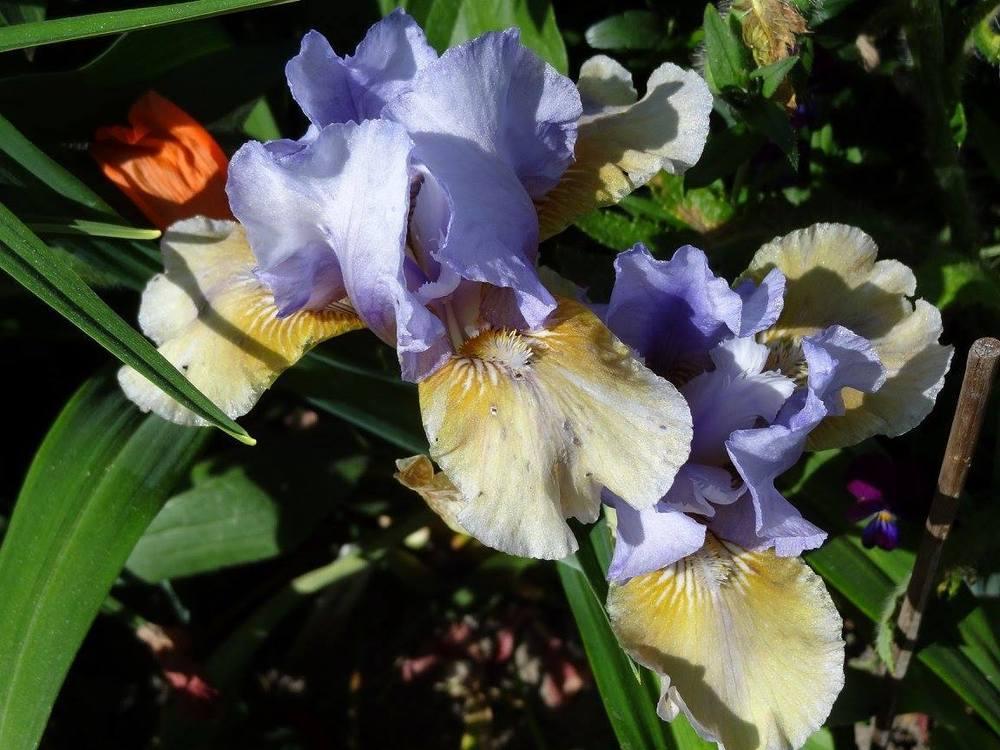 Photo of Intermediate Bearded Iris (Iris 'Fast Forward') uploaded by Orsola