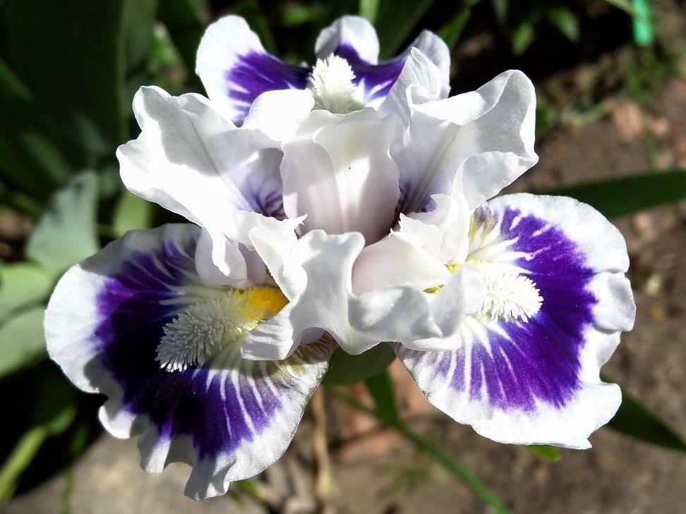 Photo of Standard Dwarf Bearded Iris (Iris 'Riveting') uploaded by Orsola